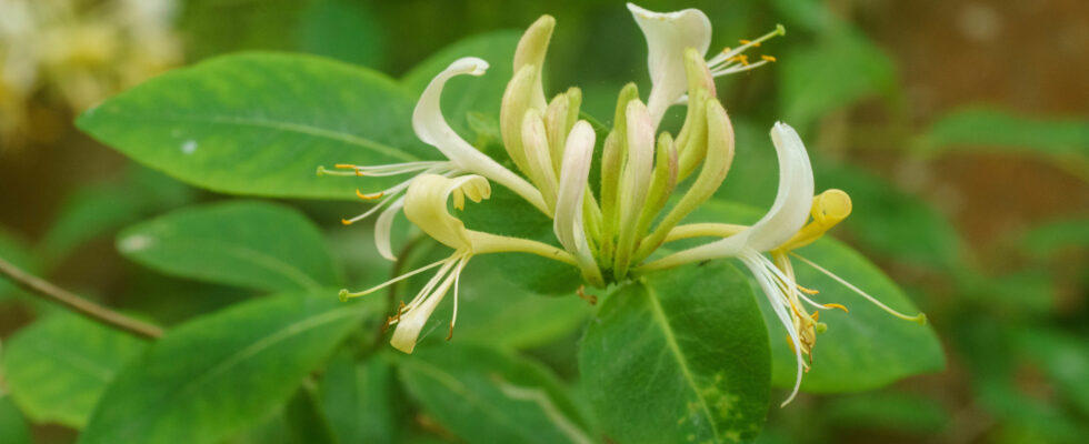 Lonicera periclymenum