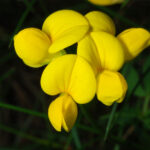 Lotus corniculatus