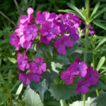 Lunaria annua