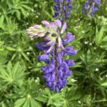 Lupinus polyphyllus