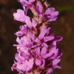 Lythrum salicaria