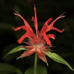 Monarda didyma