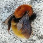 Mooshummel (Bombus muscorum), Benbecula, Äußere Hebriden