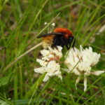 Mooshummel (Bombus muscorum) auf Klee, Shetland