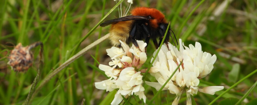 Mooshummel (Bombus muscorum) auf Klee, Shetland