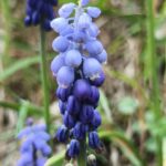 Muscari armeniacum