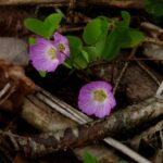 Oxalis acetosella