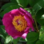 Paeonia officinalis