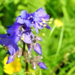 Polemonium caeruleum