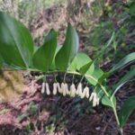 Polygonatum multiflorum