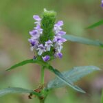 Prunella vulgaris