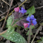 Pulmonaria officinalis