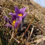 Pulsatilla vulgaris