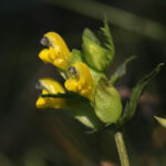 Rhinanthus minor