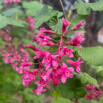 Ribes sanguineum