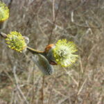 Salix caprea