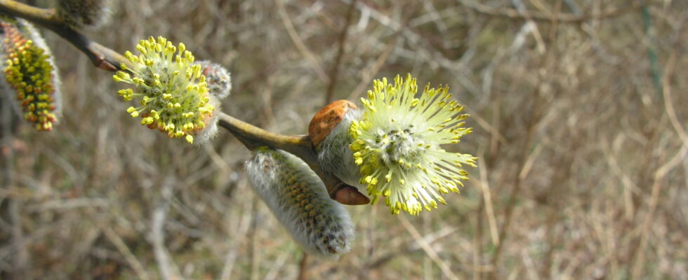 Salix caprea