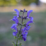 Salvia pratensis