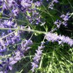 Salvia yangii
