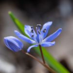Scilla bifolia