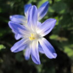 Scilla luciliae
