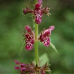 Stachys sylvatica