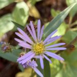 Symphyotrichum novi-belgii