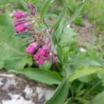 Symphytum officinale