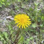 Taraxacum officinale