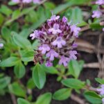 Thymus pulegioides
