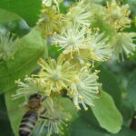 Tilia cordata