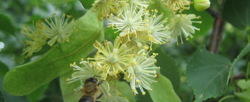 Tilia cordata