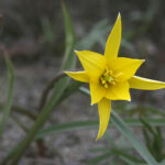Tulipa sylvestris