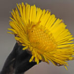 Tussilago farfara
