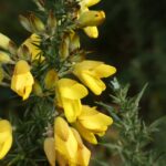 Ulex europaeus