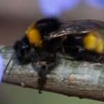Ungarische Hummel (Bombus haematurus)