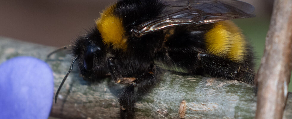 Ungarische Hummel (Bombus haematurus)
