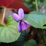Viola odorata
