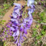 Wisteria sinensis