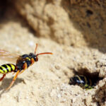 Lebensweisen der Wildbienen Gewöhnliche Wespenbiene (Nomada fucata) vor einem Nesteingang im Sand