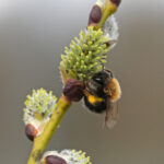 Flugzeiten der Wildbienen Rotbeinige Lockensandbiene (Andrena clarkella) an einem Weidenkätzchen im März