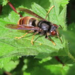 Vespa velutina nigrithorax